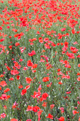 close up of a poppy field - soft colors