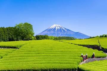 静岡県富士市　大淵笹場の茶畑