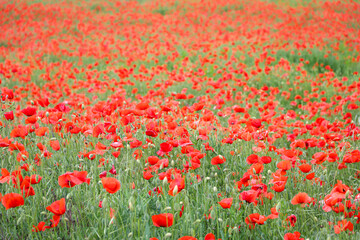 close up of a poppy field - soft colors