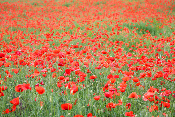Fototapeta premium close up of a poppy field - soft colors