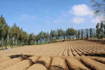 View of fertile land for plantations with a blue sky in the background
