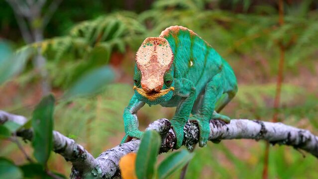 View on the head shield of a Madagascan giant chameleon