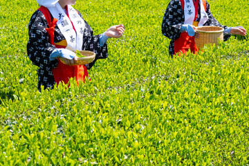 静岡県富士市　大淵笹場の茶畑