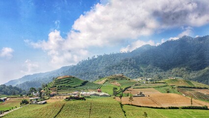 Obraz premium scenery of green vegetable plantations at the foot of the mountain