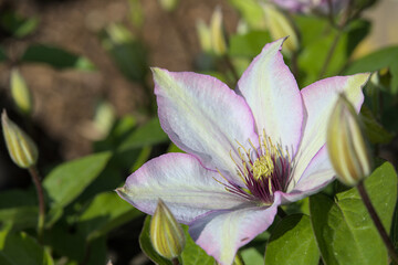 White clematis with green leaves and fresh blossoms in the garden. 