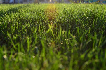 Grass field with sunrays