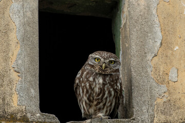 Little Owl(athene noctua)