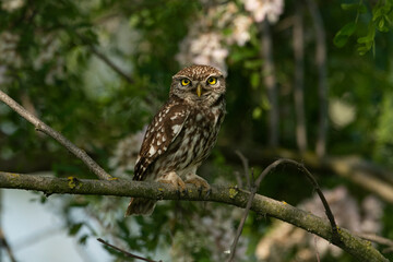 Little Owl(athene noctua)