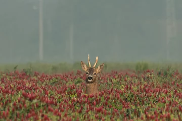 Fotobehang Ree Roe deer on the green grass   © predrag1
