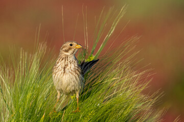 Great Bunting Emberiza calandra