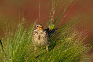 Great Bunting Emberiza calandra