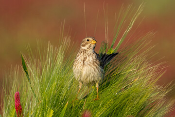Great Bunting Emberiza calandra