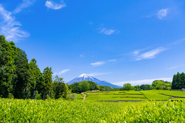 Naklejka premium 静岡県富士市 大淵笹場の茶畑