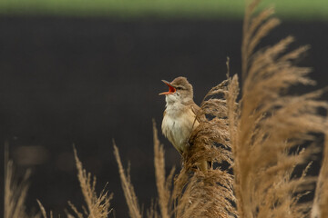 Great Red Walbler (Acrocephalus arundinaceus)