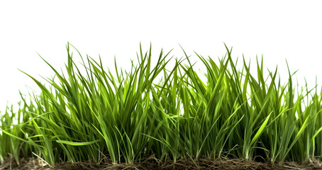 Obraz premium Green grass side view, generative ai generated