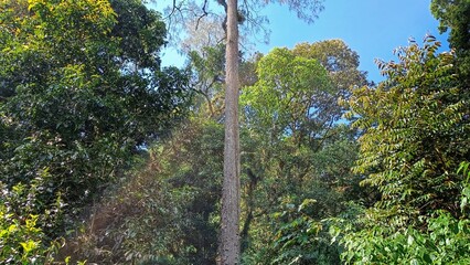 Fototapeta premium a big and tall tree in the middle of nature forest