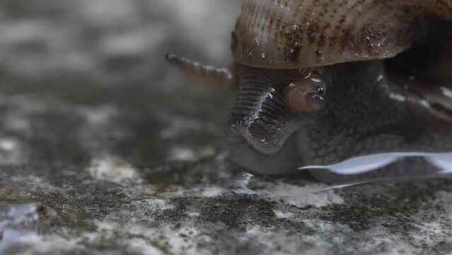 Ultra macro shot of a small snail. Common gastropod moves in moisture by eating and sucking. Pomacea canaliculata, Ampullariidae. Tiny, transparent animals. Slowness, patience and constancy.