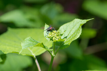 fly on a flower