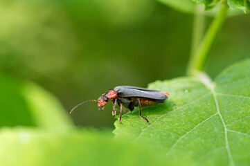 Beetle cantharis fusca sits on a leaf of grass in early summer