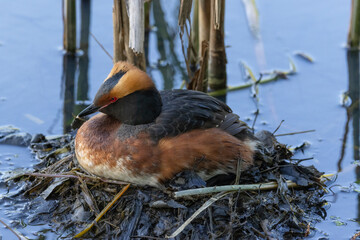 A horned grebe
