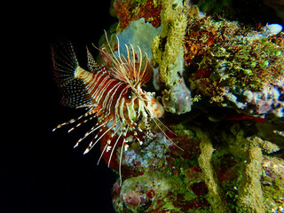 Lion fish on a coral reef underwater at night.