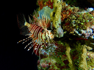 Naklejka na ściany i meble Lion fish on a coral reef underwater at night.