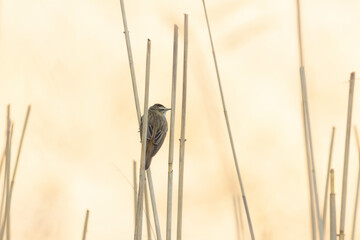 A sedge warbler