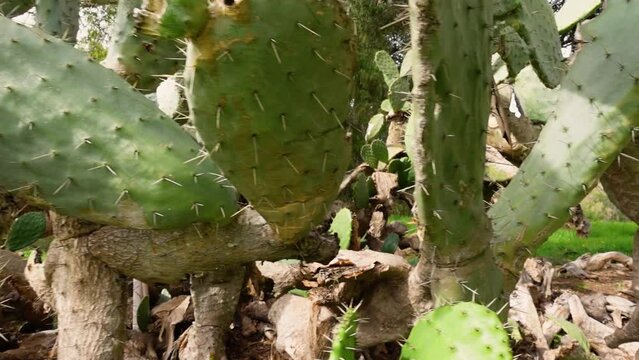 Cactus and cactus fruit (sabres, Opuntia ficus-indica, Nopales, Prickly Pear, Cactaceae) on blue sky background – one of the symbols of Israel