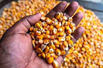 Bulk of yellow corn grains texture. Yellow corn as background with moisture test in hand. The scientific name is Zea Mays