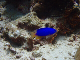 Fototapeta na wymiar Blue-yellow small tropical fish near the sandy bottom underwater.