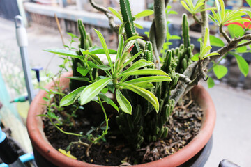 ornamental cactus plants