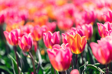 Tulip field flowers in bloom in spring