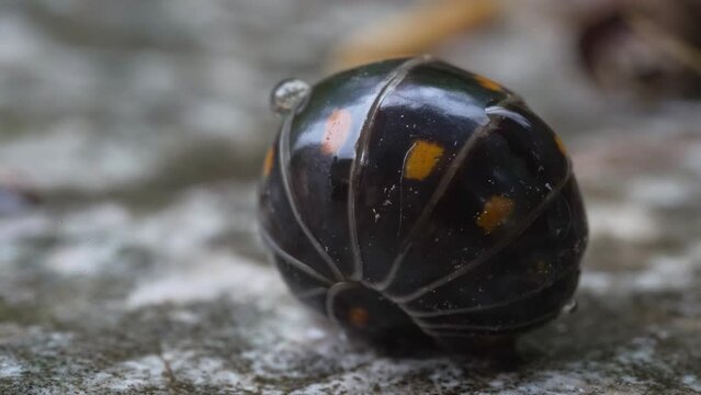 Armadillidium vulgare unrolls from its defensive posture. Ultra macro video. Glomeris marginata, pill millipede. Crustacean insect leaves after the danger has passed. Courage, animal behavior.