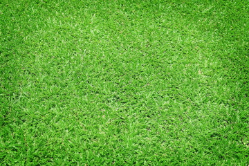 Obraz premium Grass field / Green grass background