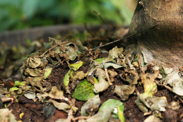 Dry grass