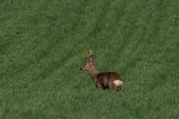 Roe deer on the green grass	