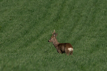 Roe deer on the green grass	