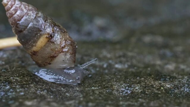 Ultra macro shot of a small snail. Common gastropod moves in moisture by eating and sucking. Pomacea canaliculata, Ampullariidae. Tiny, transparent animals. Slowness, patience and constancy.