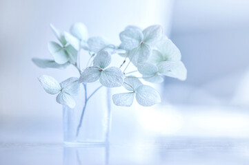 Dried hydrangea flowers on a blue background