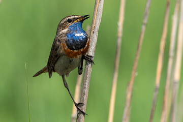 Modrovoljka Luscinia svecica