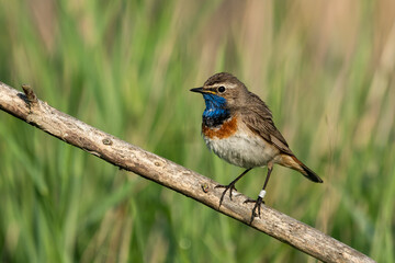 Modrovoljka Luscinia svecica