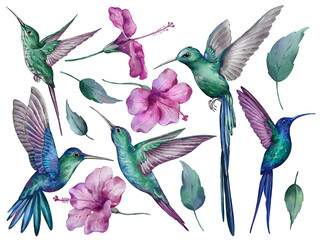 Hummingbirds set in watercolor style isolated on a white background. Hand-drawn watercolor floral illustration on transparent background