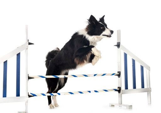 Border Collie In Studio