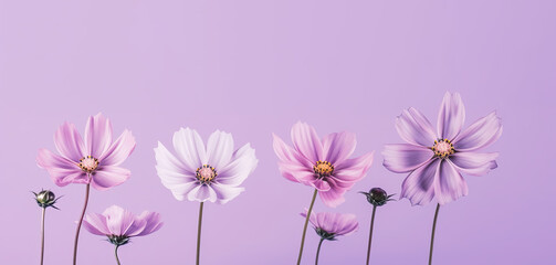 Obraz na płótnie Canvas Wild spring and summer flowers on a pastel purple background. Generative AI