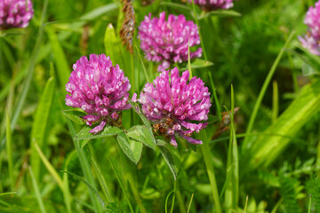 Close up flowers of pink clover (Trifolium pratense), bean family Fabaceae in the grass. Spring, may