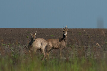 Roebuck capital in the grass