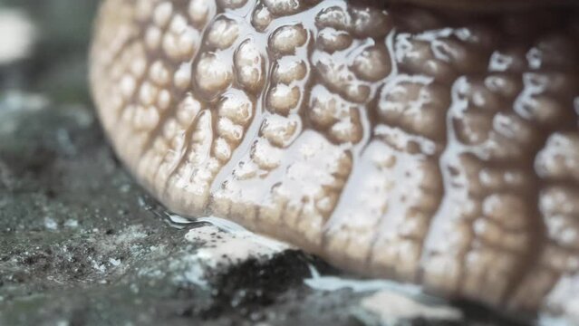 Macro shot of a large snail moving. Wet gastropod passes in front of the camera. Roman Snail, Helix pomatia. Detail of the wrinkled skin of a wet common snail. Slowness, constancy, biodiversity.