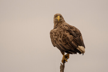 White-tailed eagle in natural environment	