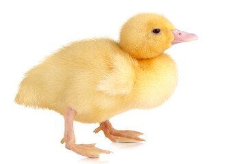 Yellow duckling isolated on transparent background with reflection.