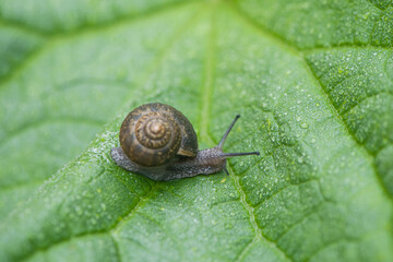 	
wild snail in shell crawling on green leaf with water drops